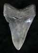Lower Megalodon Tooth - South Carolina #20700-2